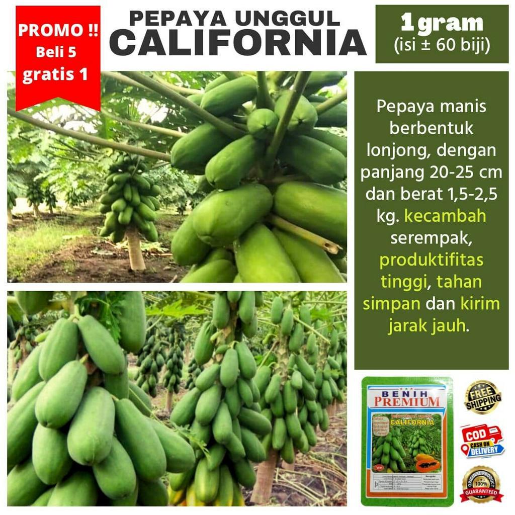 (beli banyak lebih hemat) Benih Biji Pepaya California/IPB-9 kemasan 1 Gram | Bibit Kates Kalifornia