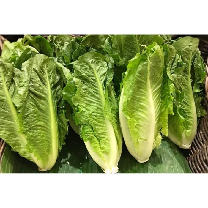 

PASAR ONLINE MURAH - SELADA ROMAINE 250GR