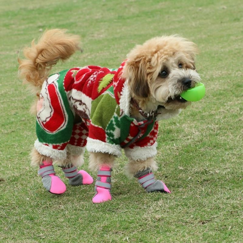 sepatu anjing sepatu kucing