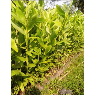 Jual 10 Bibit Tanaman Pohon Akasia Mangium Murah Shopee Jual 10 Bibit Tanaman Pohon Akasia Mangium Murah Shopee