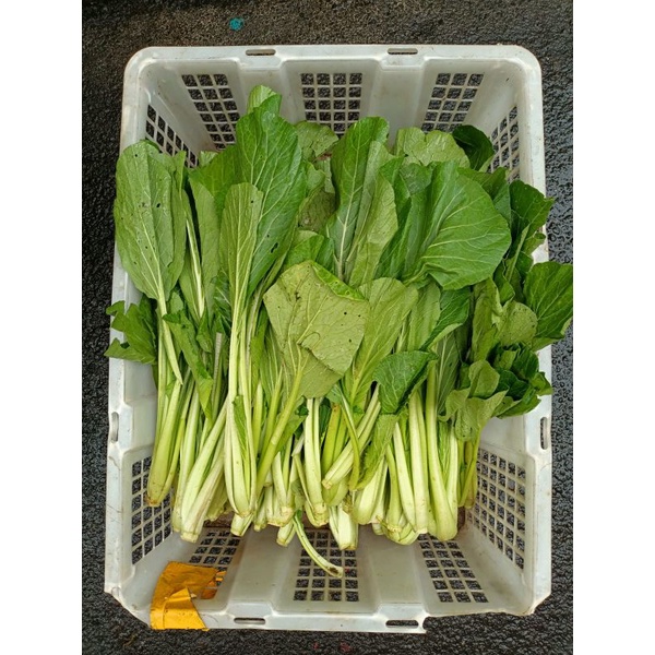 

Sawi Hijau Segar 1kg Sayur Segar