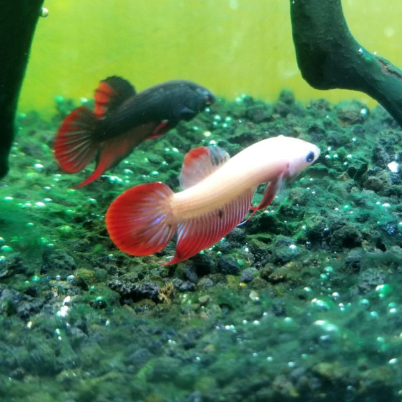 WildBetta Imbellis Mascot