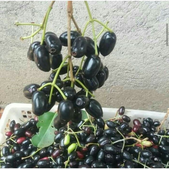 Bibit jamblang hitam unggul siap berbunga