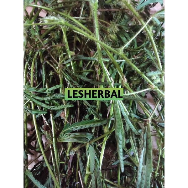 

daun putri malu segar 1kg