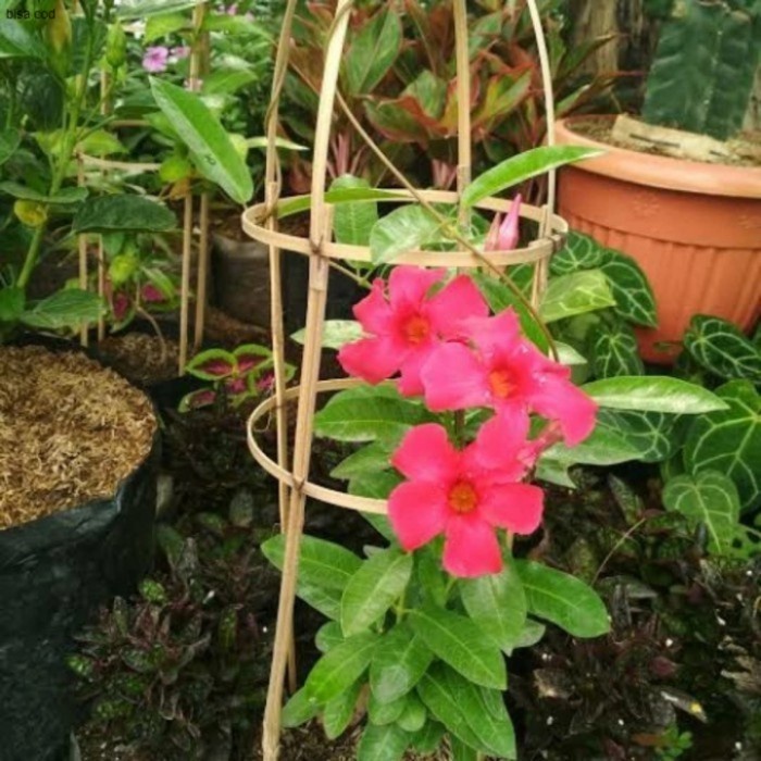 Pohon Alamanda Bunga Merah Tanaman Rambat Pohon Alamanda Merah
