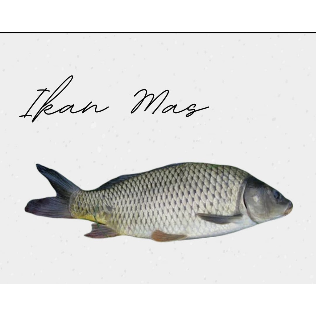 

Ikan Mas
