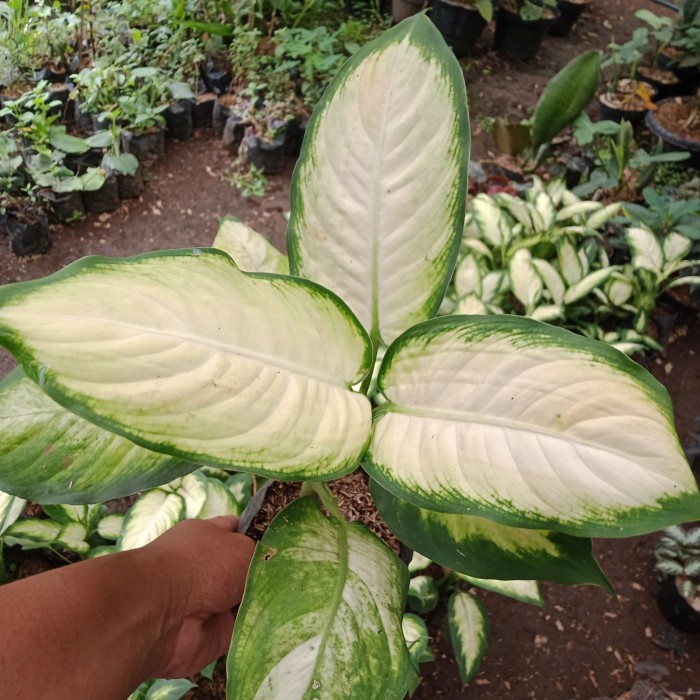 Bibit Tanaman Aglonema Tisu Putih/Hias/Outdoor-indoor/MurahBerkualitas