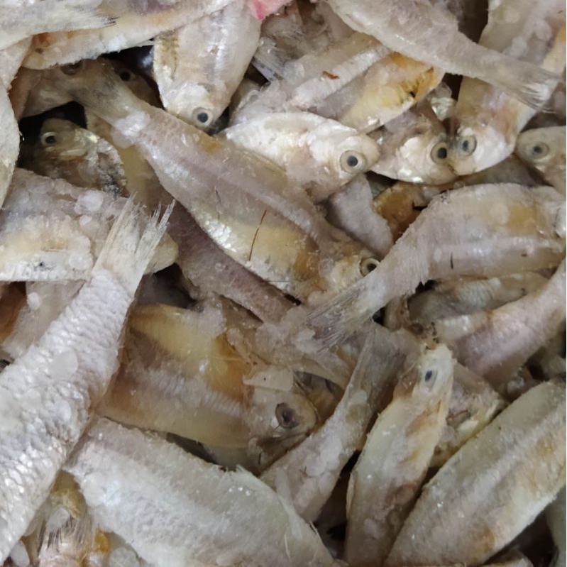 

Ikan Asin Tembang Sisik Kaca