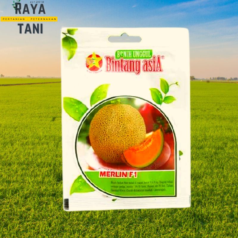 Benih Melon Tahan virus Golden orange gelap Jumbo F1 dan Merlin bintang Asia isi 0.5 gr