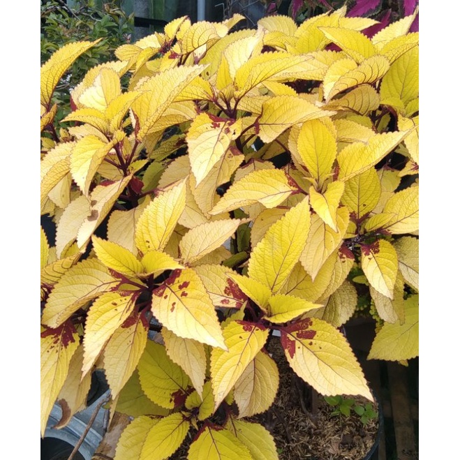 Bunga Miana Kuning Lemon Premium