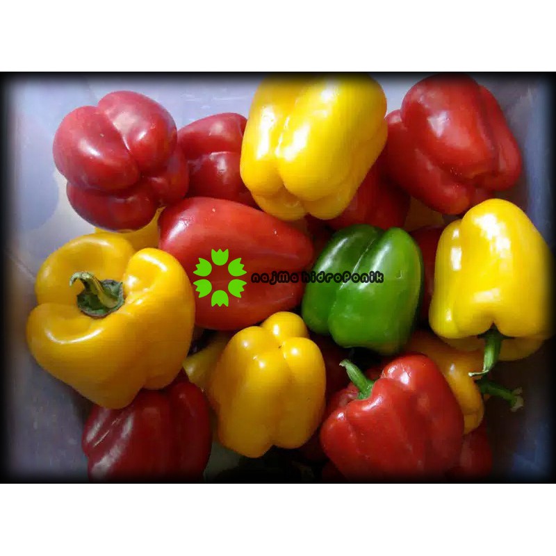 5 Butir Benih Paprika Blend Mixed Color Repacking (Haira Seed)