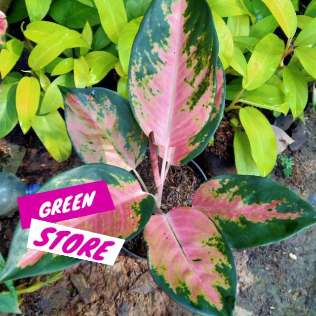 Tanaman aglonema kochin paramruay