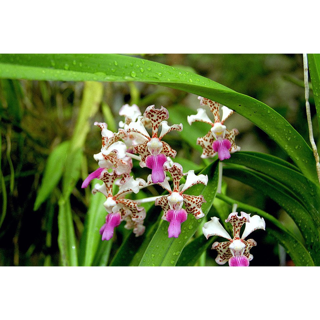 Anggrek Vanda TriColor dewasa siap berbunga