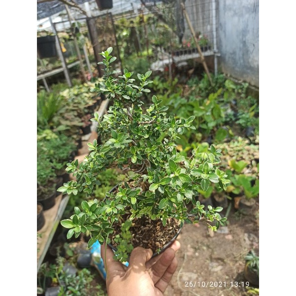 POHON BONSAI MIRTEN/TANAMAN HIAS BONSAI MIRTEN