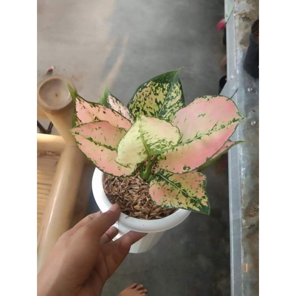 Tanaman Hias Aglonema komkom orange