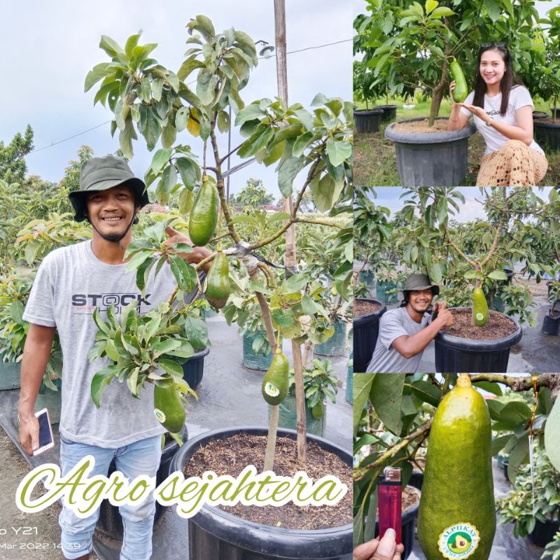 Bibit Alpukat Kelud ll Subang Kelud Ketinggian 60-70 cm