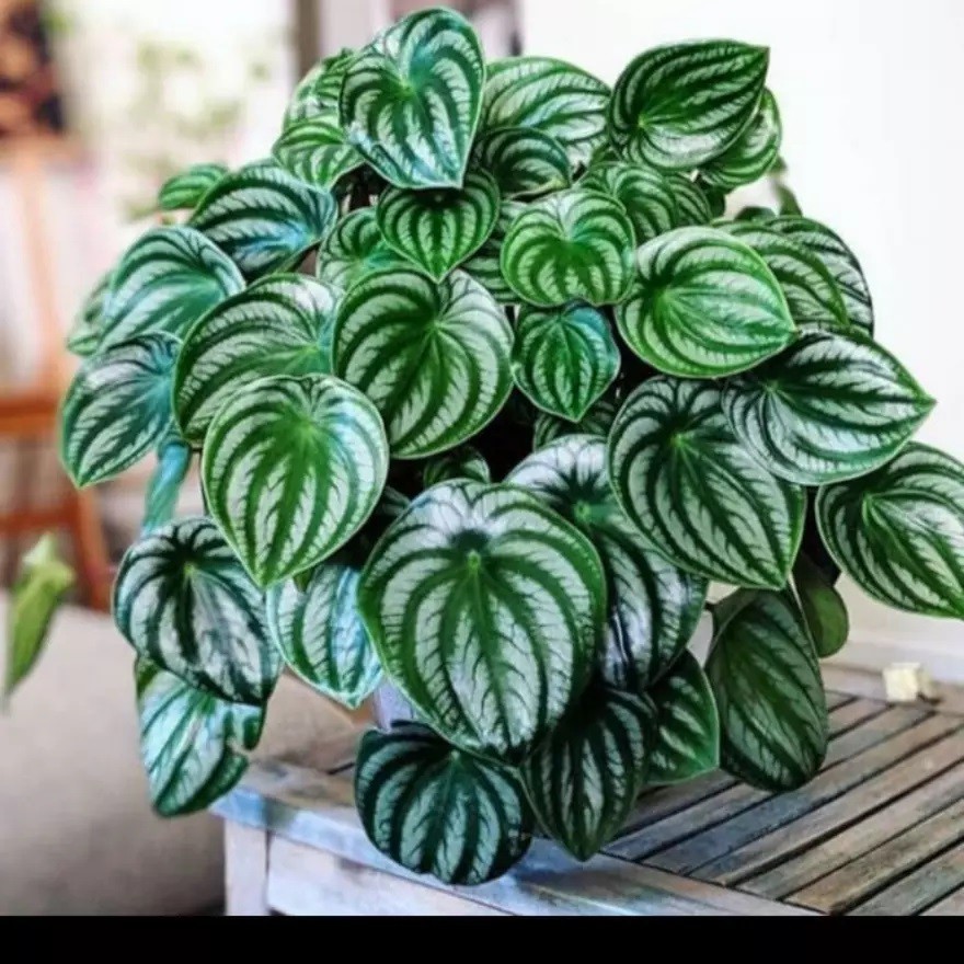 Peperomia Watermelon