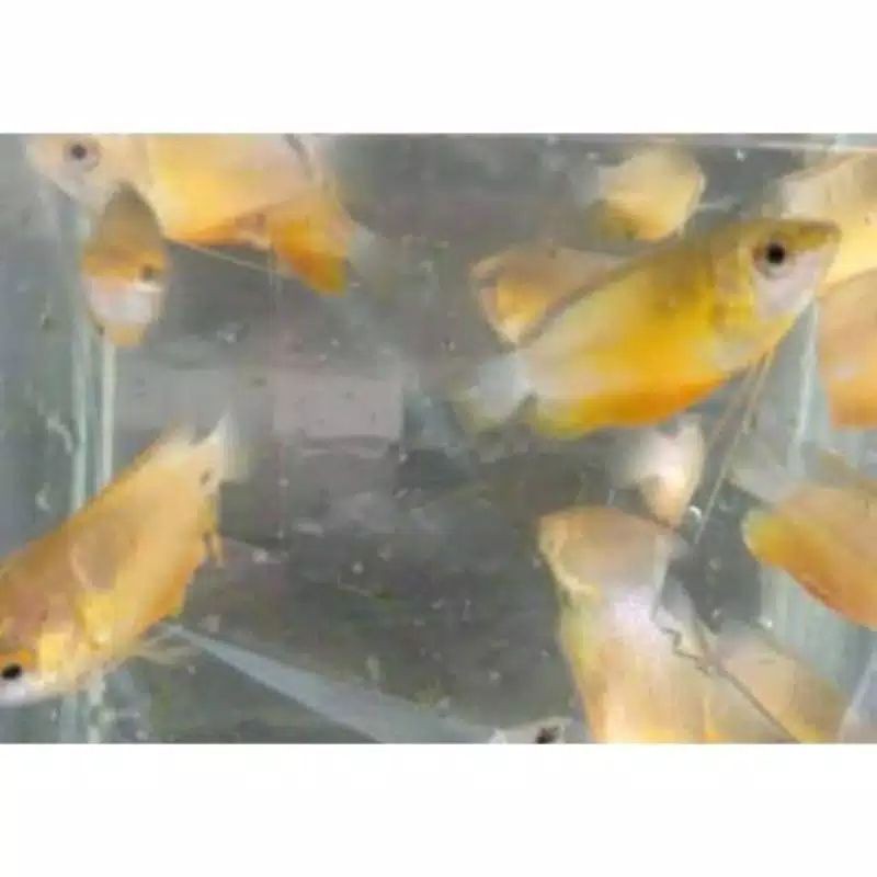 ikan hias sepat madu