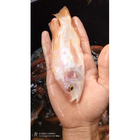 bibit nila merah Bangkok