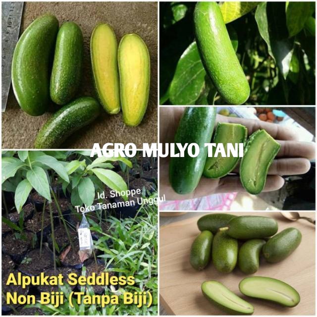 Bibit Alpukat Seddless / Non Biji / Tanpa Biji OKULASI