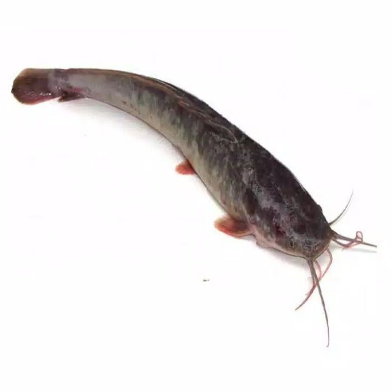 

KangSayur - IKAN LELE SEGAR Kiloan
