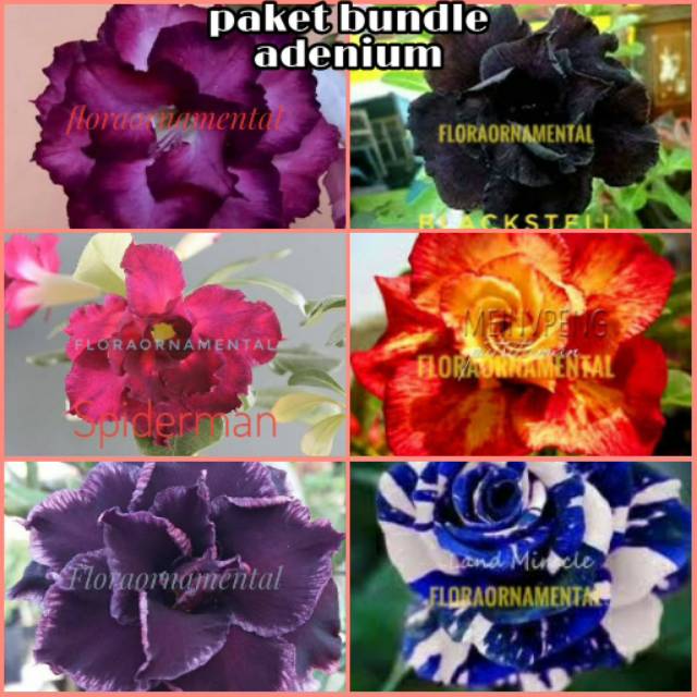 Paket 6 Bibit Bunga Adenium Tanaman Hias