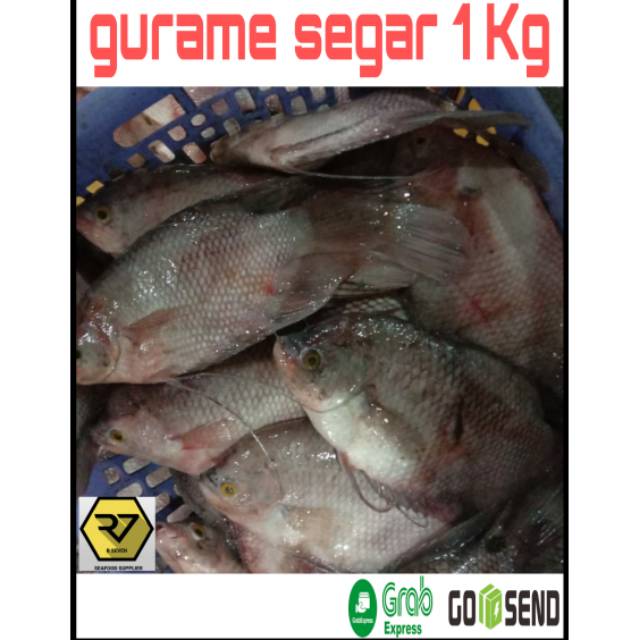 Ikan gurame segar