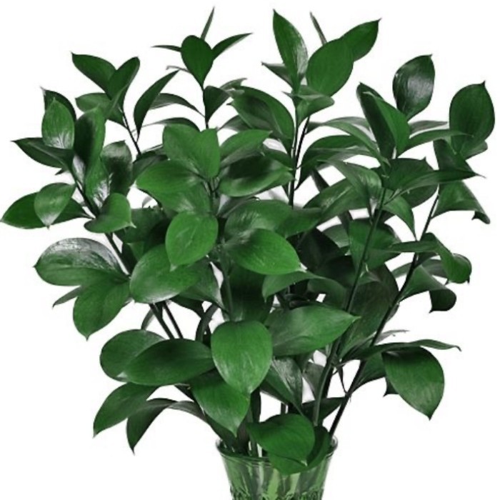

daun ruskus fresh 10 batang