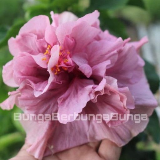 bibit tanaman hias bunga sepatu tumpuk ungu jumbo - tanaman hias