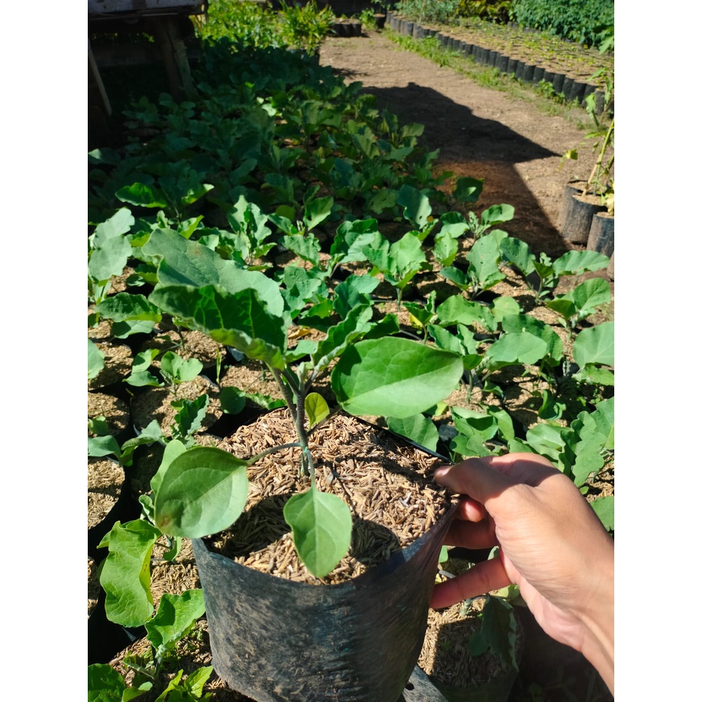 Bibit Sayur Terong - Solanum Melongena - Tanaman Sayur