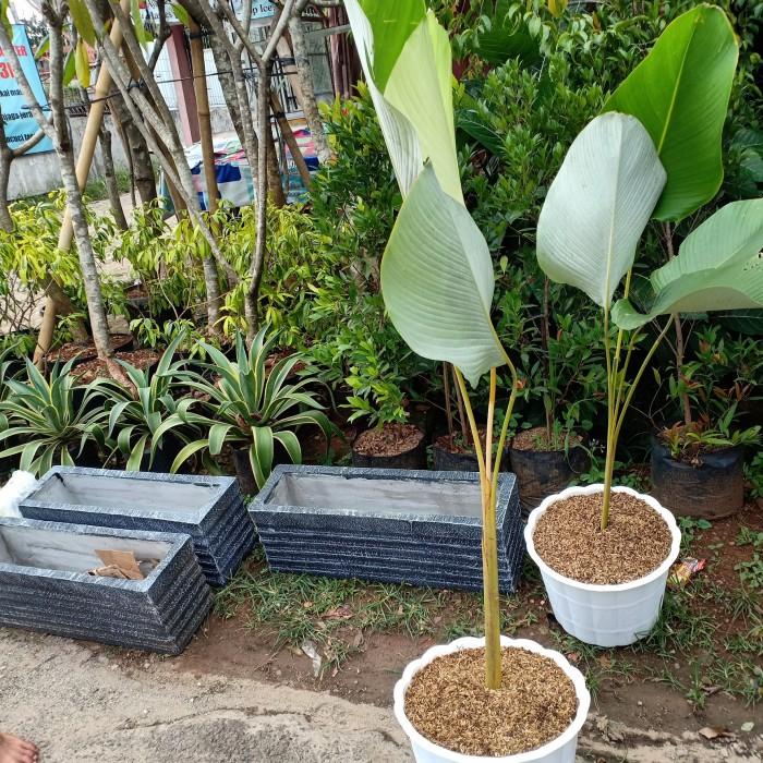 pot semen panjang 60cm