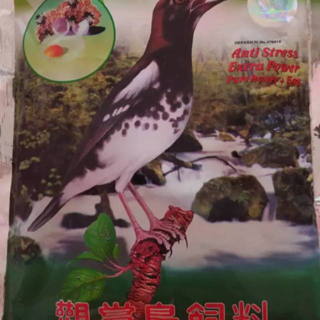 voer burung murai kacer topsong as pakan harian