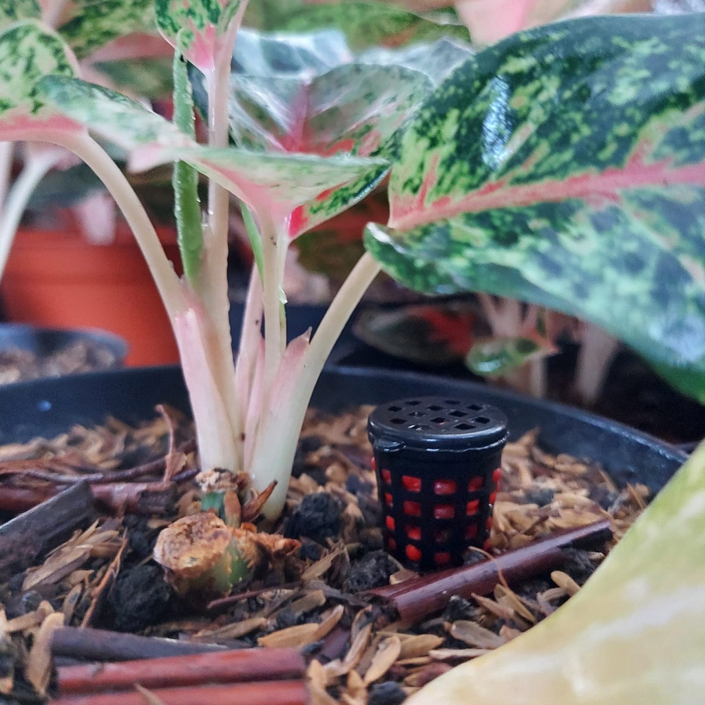 Pupuk Osmo Merah Sk gr Kan Pupuk Tanaman Hias Sejenis Osmo Merah SR 19-10-13 Slow Release Pupuk