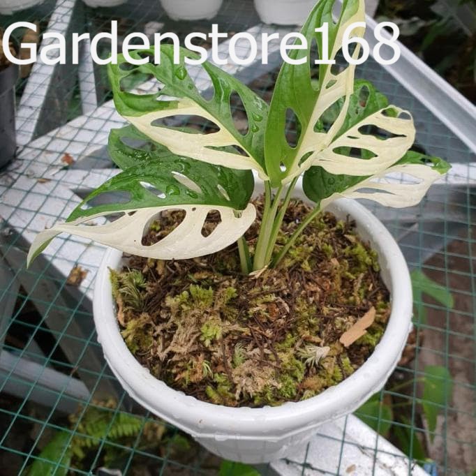 Promo Baru 1 Bibit Monstera janda bolong varigata Bibit asli original
