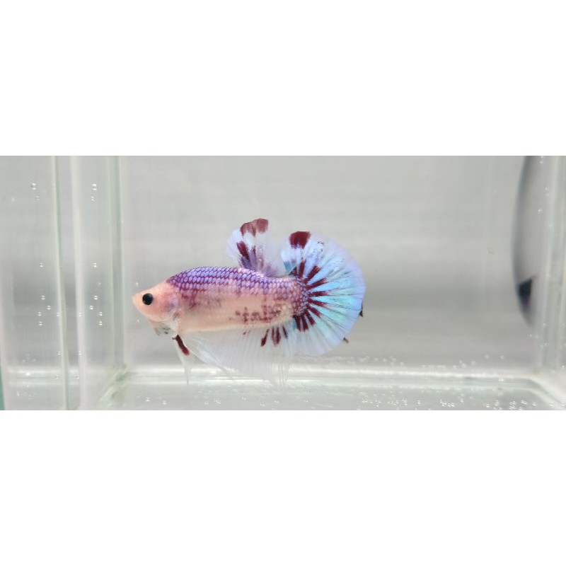 

Cupang Male Fancy