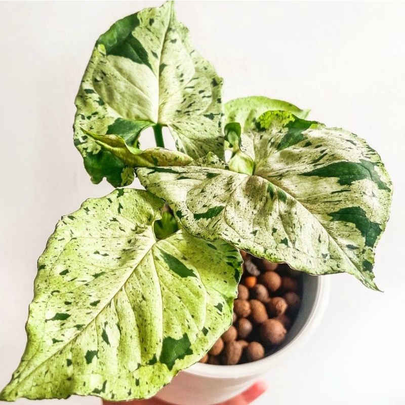 Syngonium green splash / syngonium / singonium / syngonium pink / singonium pink / singonium pink sp