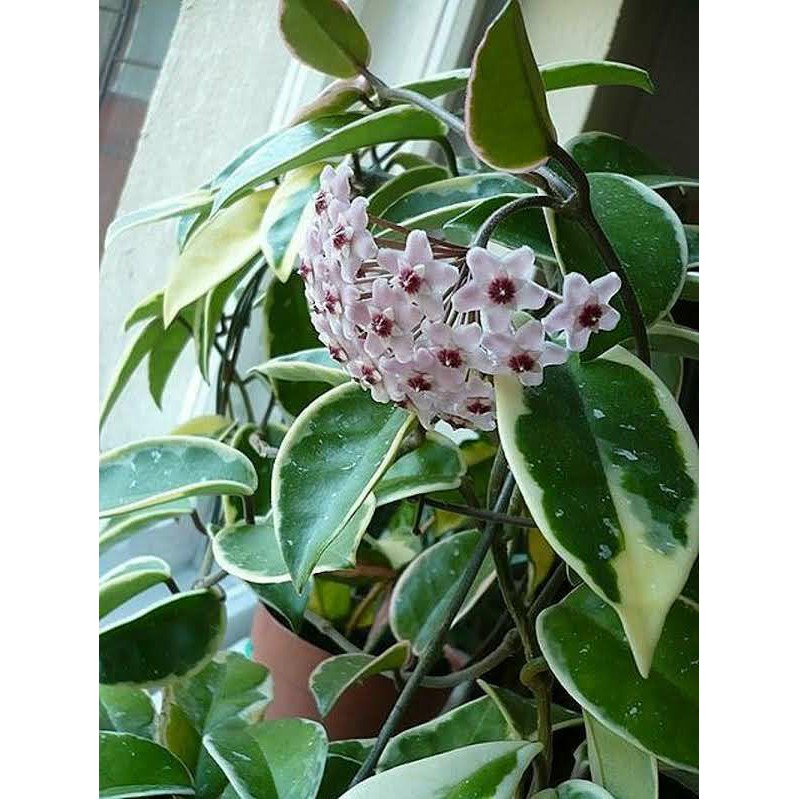 Bibit Benih Biji Bunga Anggrek Hoya Carnosa - Biji Tanaman Pohon Bunga Anggrek Hoya Carnosa - COD