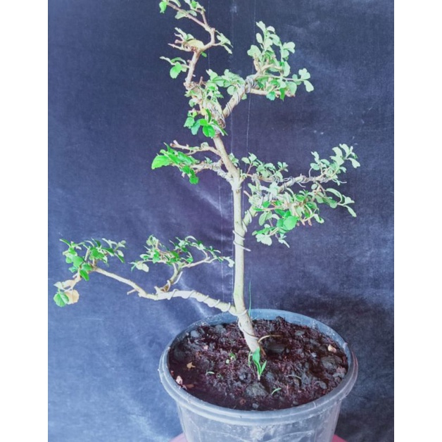 Serut/streblus asper Bahan/bakalan bonsai serut size small/medium