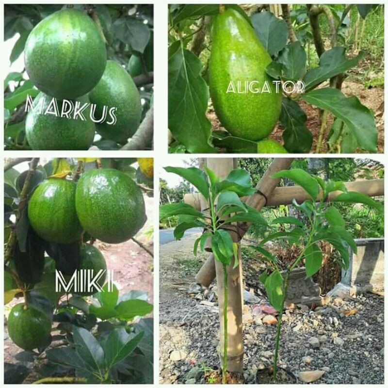 bibit alpukat jenis aligator. markus. miki
