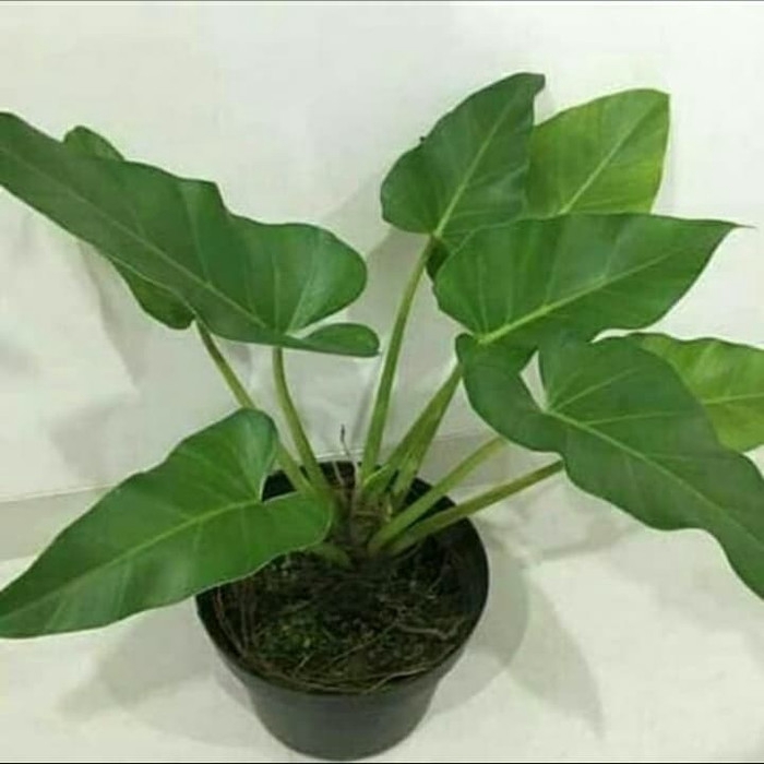 PROMO tanaman hias bibit pilo marbel / pohon pilo marbel