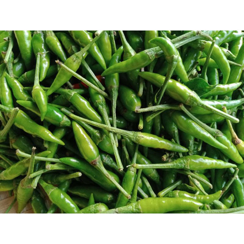 

cabe rawit hijau termurah