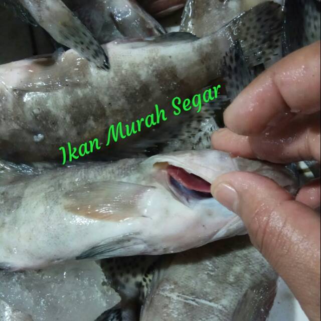 

IKAN KERAPU SEGAR 1 Kg