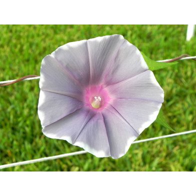 Benih Bibit Biji - Bunga Japanese Morning Glory Gray Morning Mist (Ipomoea Nil) Flower Seeds