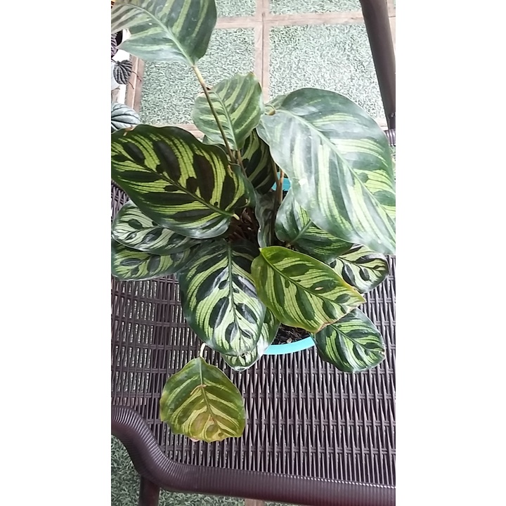calathea makoyana import