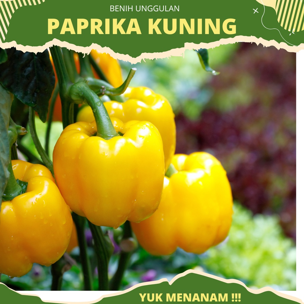 4 biji - Benih paprika kuning GOLDEN STAR F1 dari Known you seed