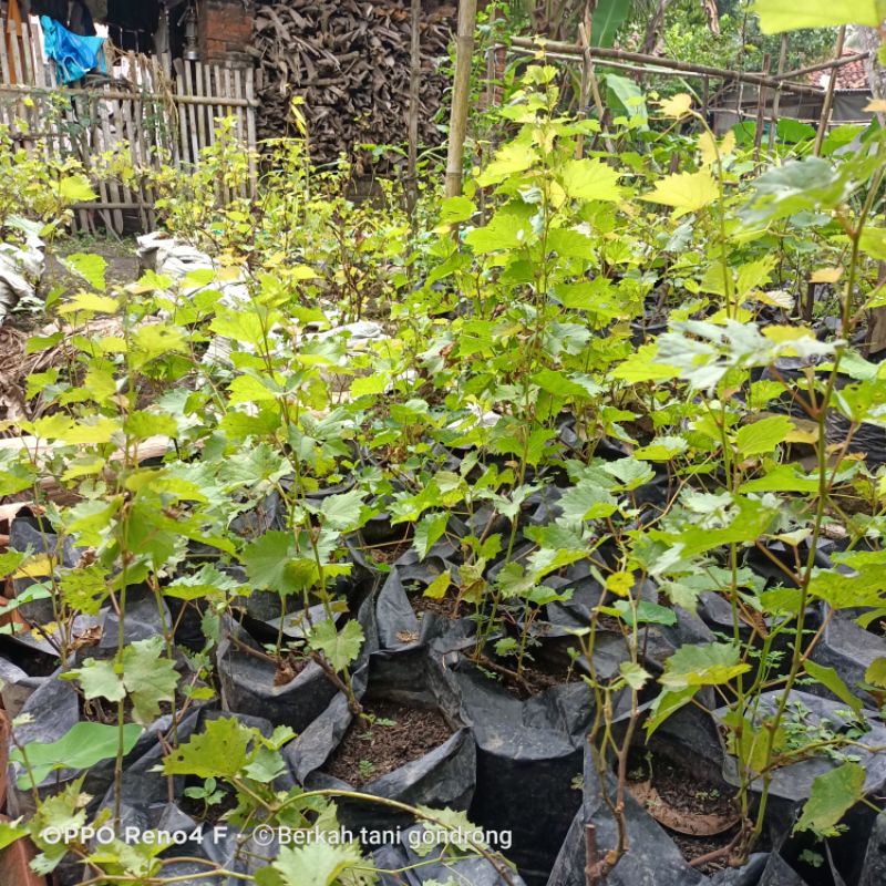 entress anggur import ready