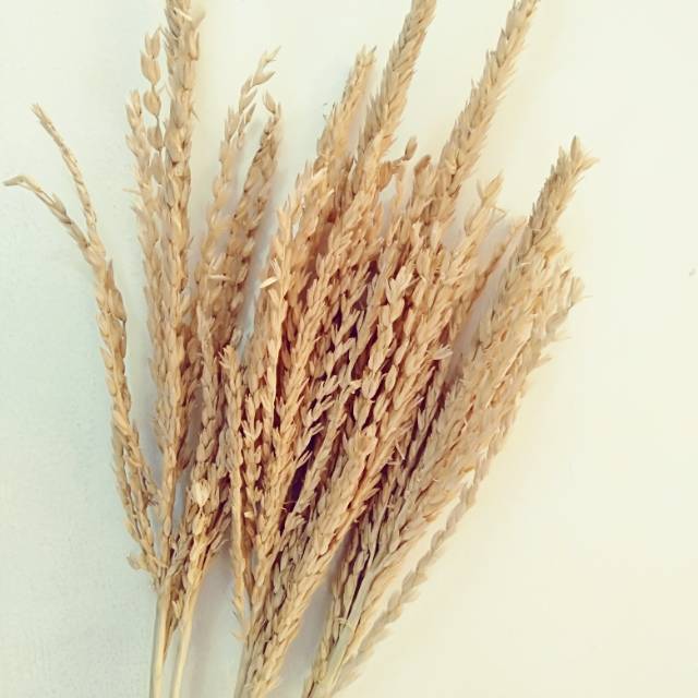 Dried gandum local/bunga kering gandum