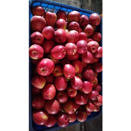 

Apel ana | Apel kota batu 2kg