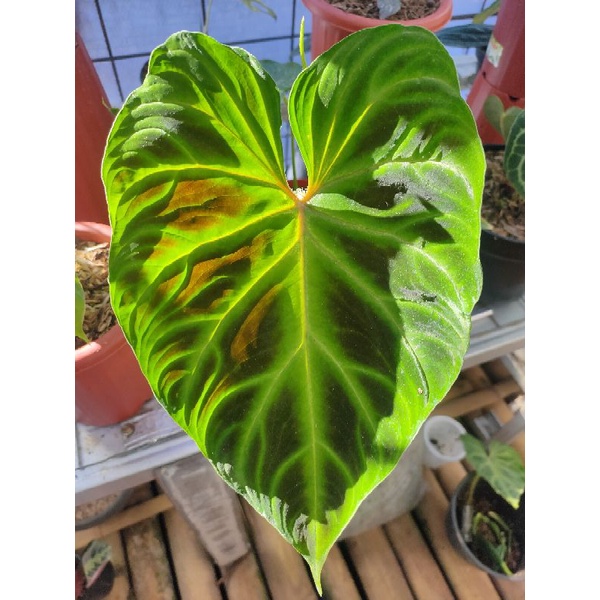 philodendron Verrucosum