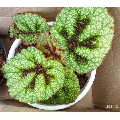 begonia tapak macan atau iron cross